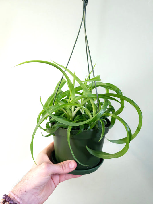 Chlorophytum comosum 'Bonnie' Curly Spider Plant SOLID GREEN 6" HB
