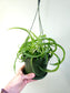 Chlorophytum comosum 'Bonnie' Curly Spider Plant SOLID GREEN 6" HB