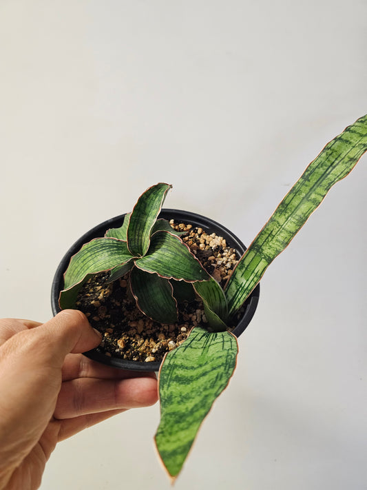 Sansevieria kirkii 'Cleopatra' 6"