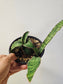 Sansevieria kirkii 'Cleopatra' 6"