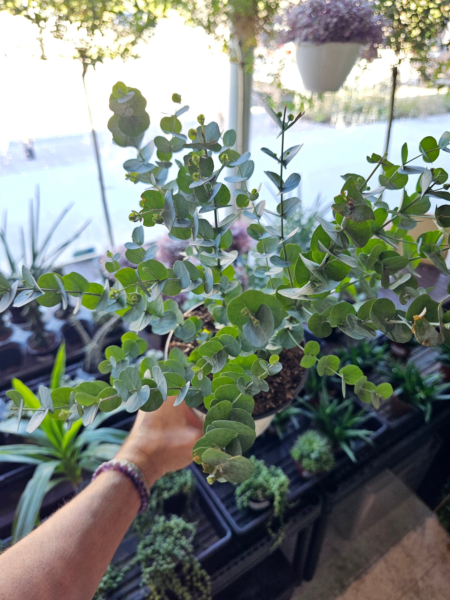 Eucalyptus 'Glacier' 6"