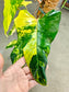 SAAM Auction - XXL Variegated Philodendron Domesticum