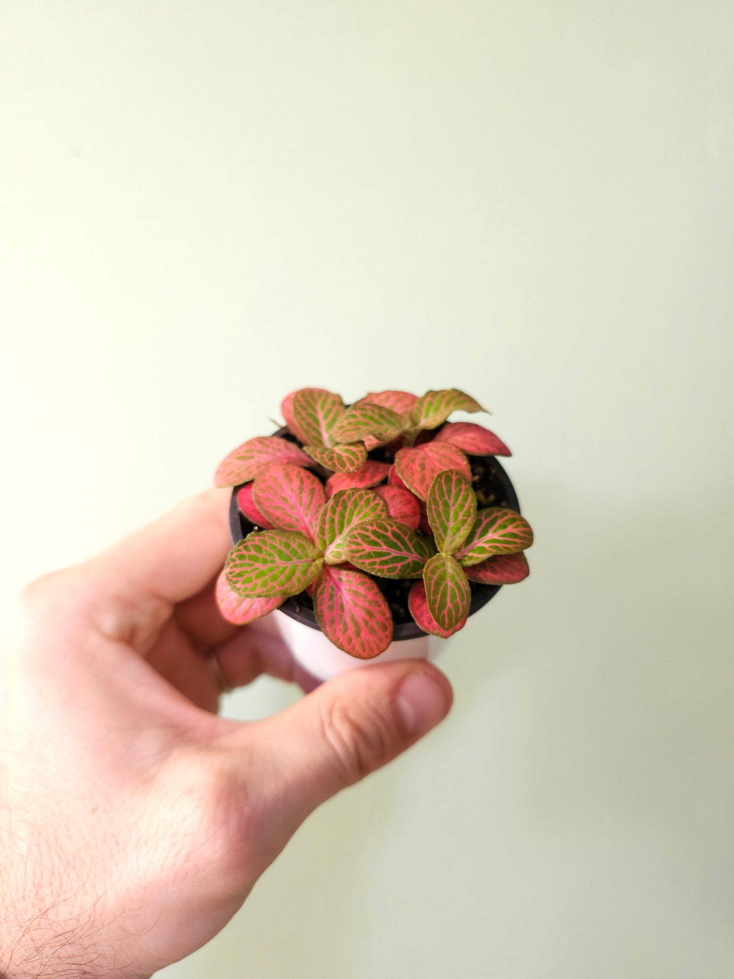 Fittonia albivenis 'Strawberry Blossom' Nerve Plant 2.5"