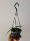 Anthurium warocqueanum "Queen Anthurium" 4" HB