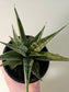 Sansevieria 'Snowflake' 3.5"