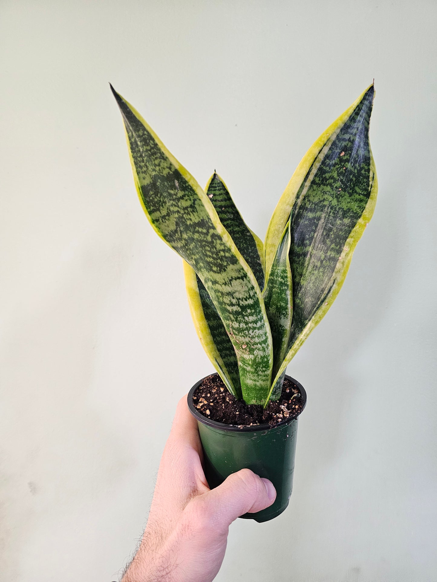 Sansevieria 'Futura Superba' 3.5"
