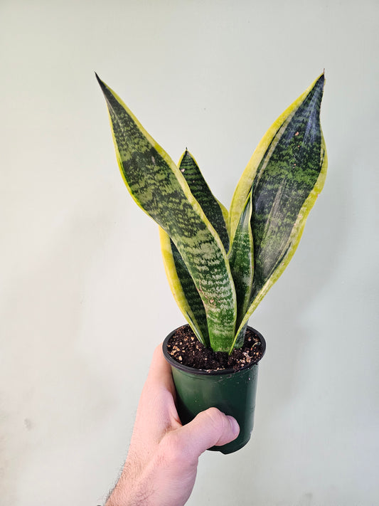 Sansevieria 'Futura Superba' 3.5"