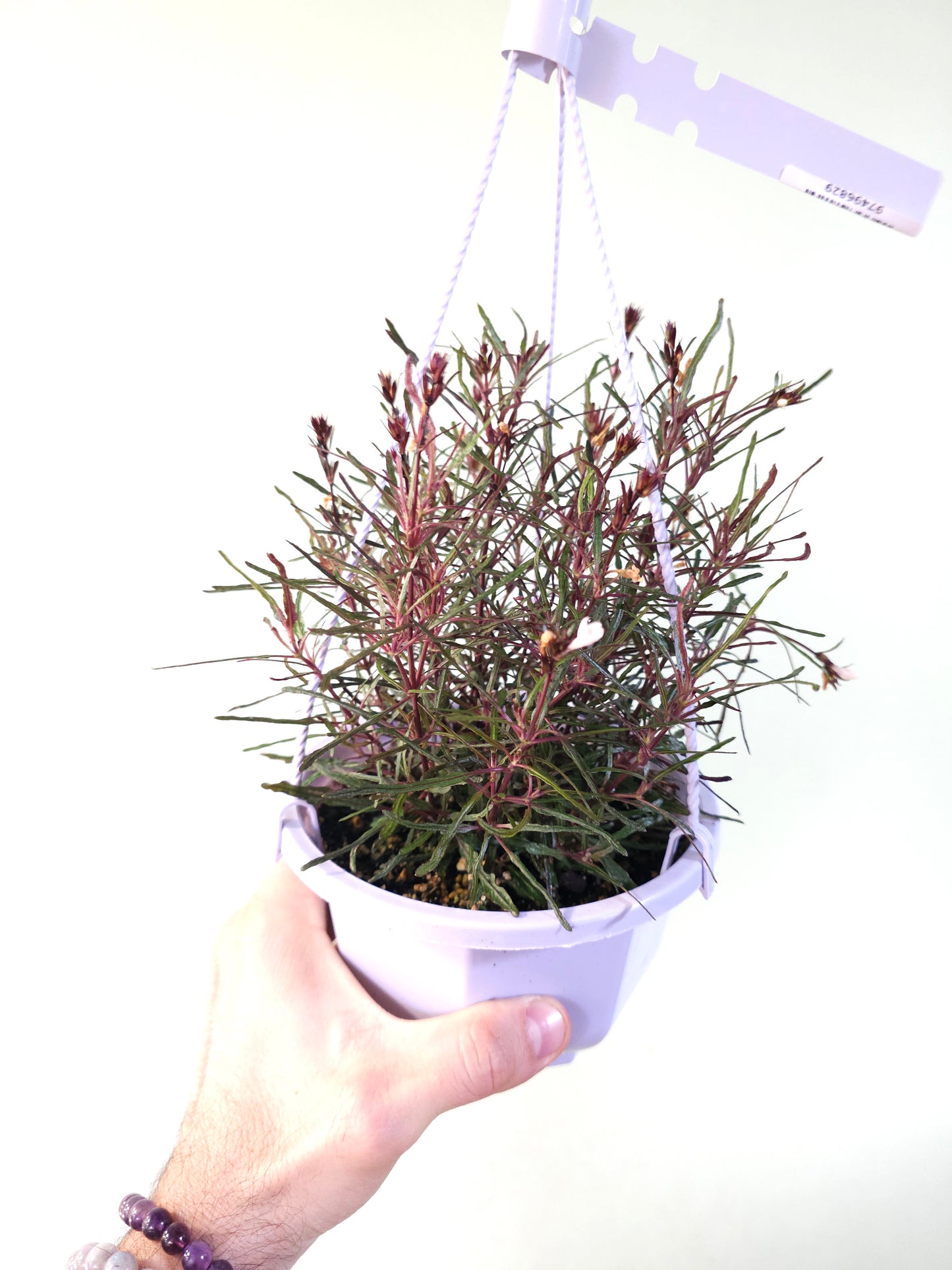 Hemigraphis repanda 'Dragon's Breath' 6" HB