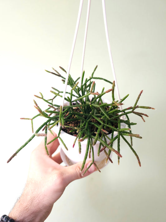 Rhipsalis burchellii 4.5" HB