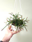 Rhipsalis burchellii 4.5" HB