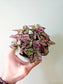 Hypoestes phyllostachya "Pink Polka Dot Plant" 4"