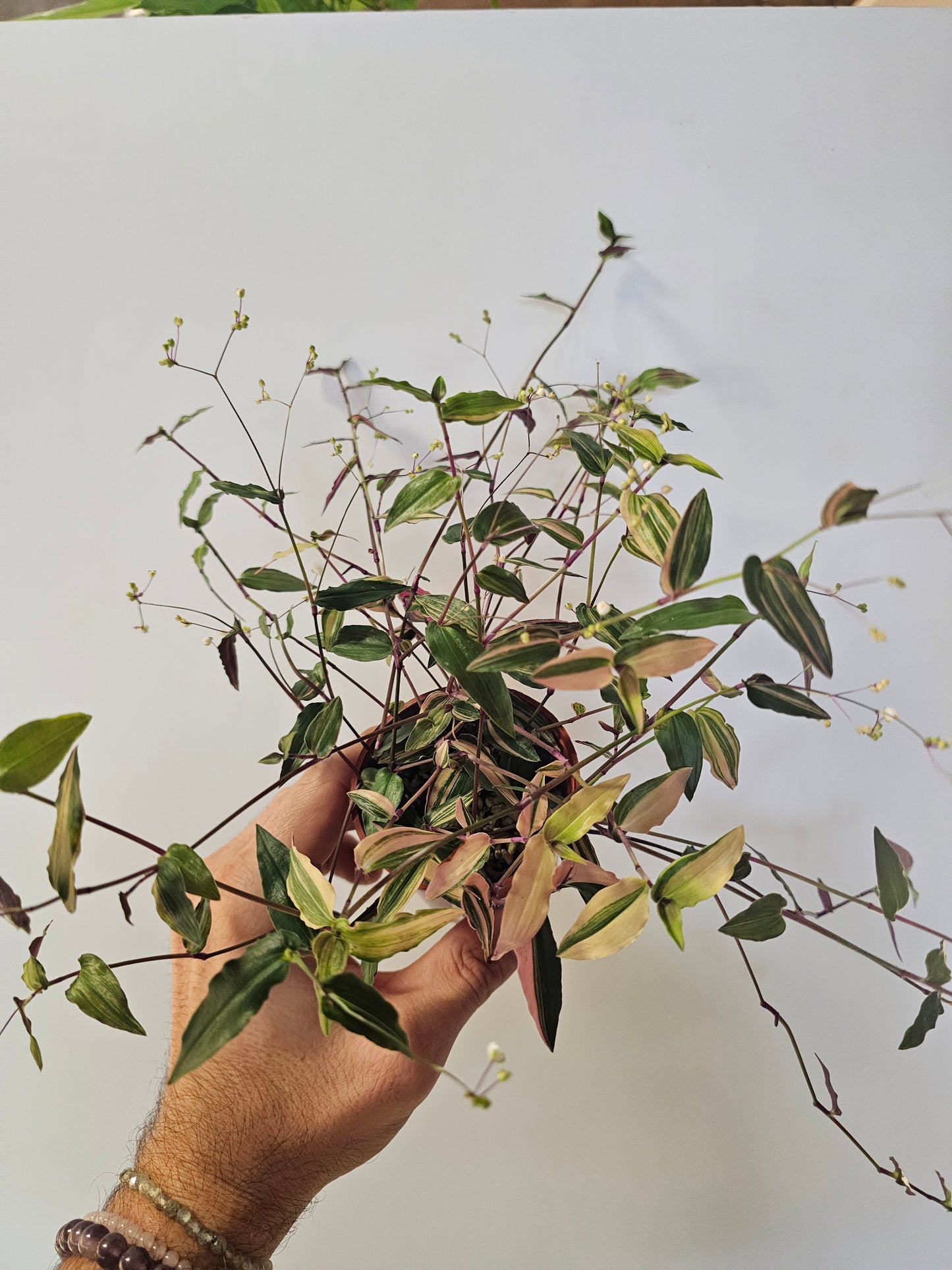 Gibasis pellucida 'Tricolor' "Variegated Bridal Veil" 3"