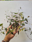 Gibasis pellucida 'Tricolor' "Variegated Bridal Veil" 3"