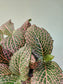 Fittonia albivenis 'Mistral' 4"