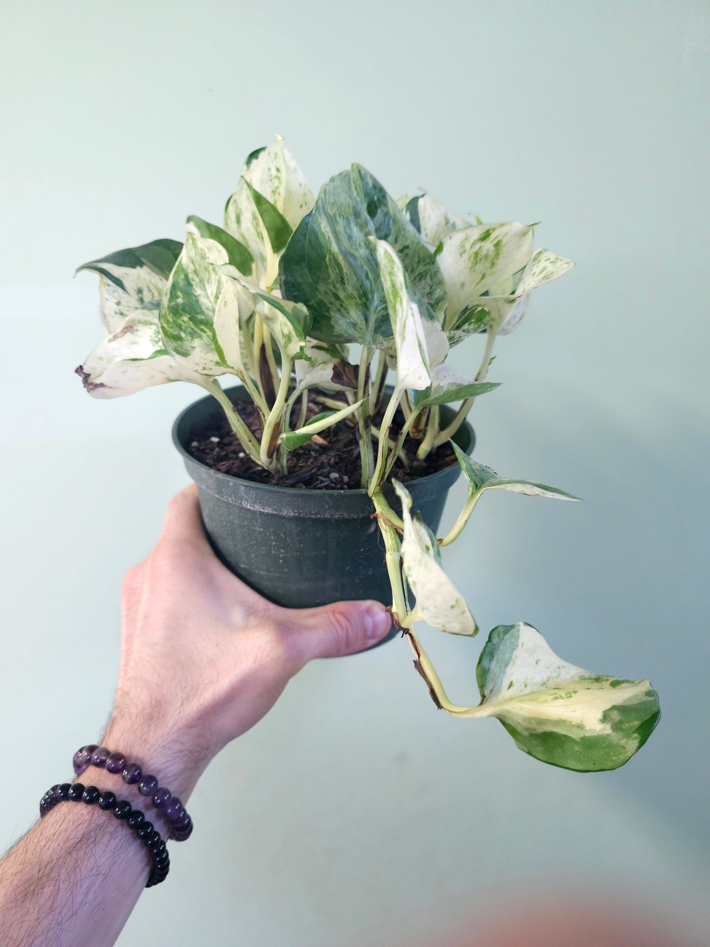 manjula pothos scientific name Epipremnum aureum 'Manjula' Pothos 6" – Quartz Botanicals