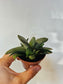 Gasteria glomerata 3"