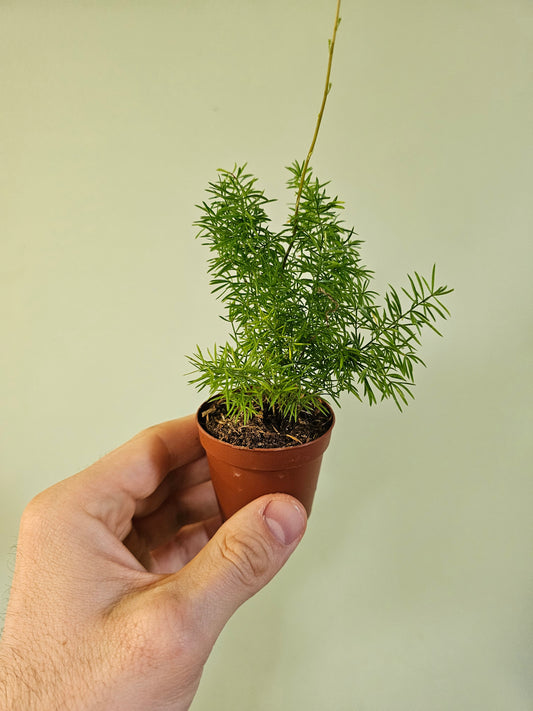 Asparagus densiflorus 'Myersii' "Foxtail Fern" 2"