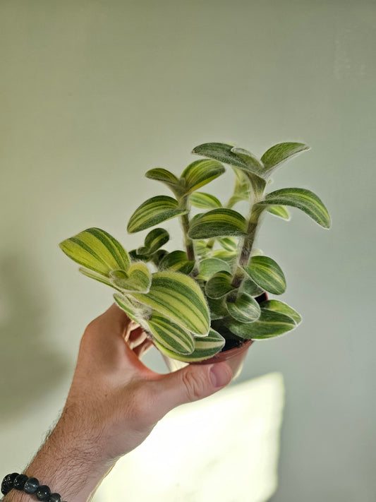 Tradescantia sillamontana 'Velvet Stripes' 4"