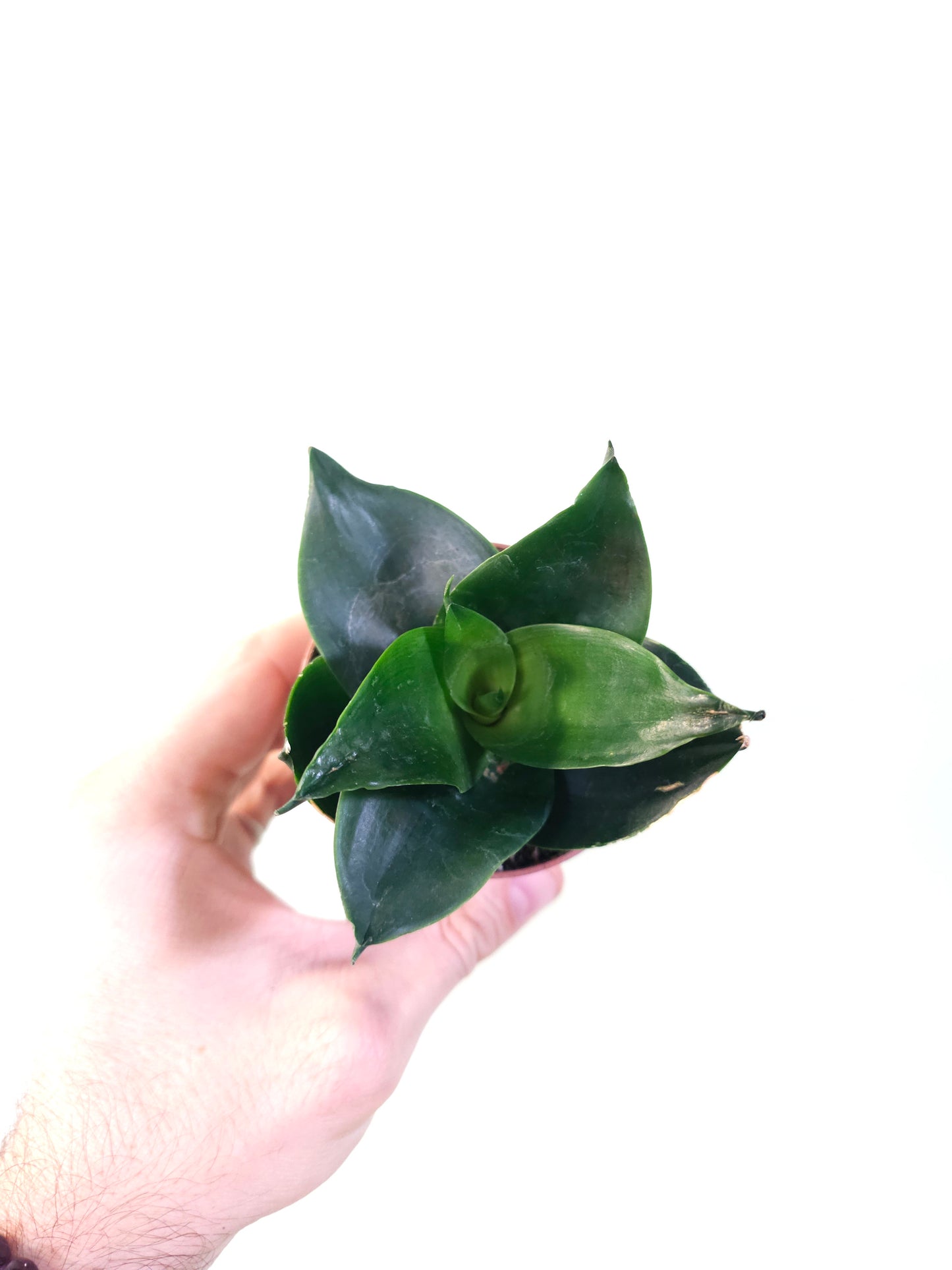 Sansevieria hahnii 'Black' 3"