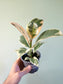 Ficus elastica 'Tineke' 4"