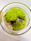 Amethyst Glass Terrarium with Break Your Own Geode