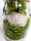 Rose Quartz Glass Terrarium with Break Your Own Geode