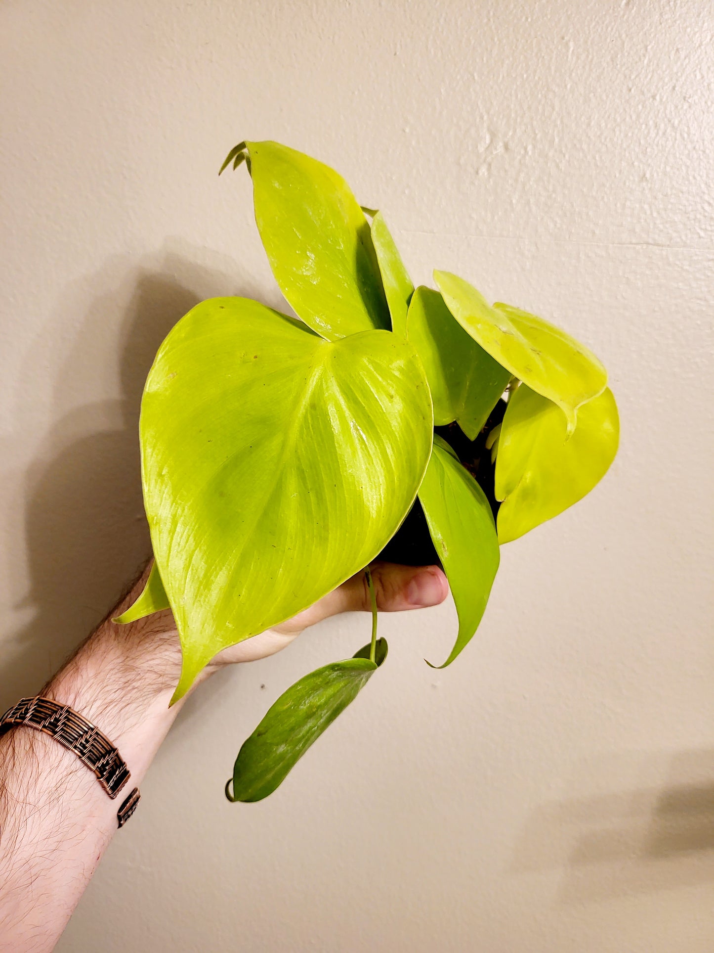 Philodendron Lemon Lime 4"