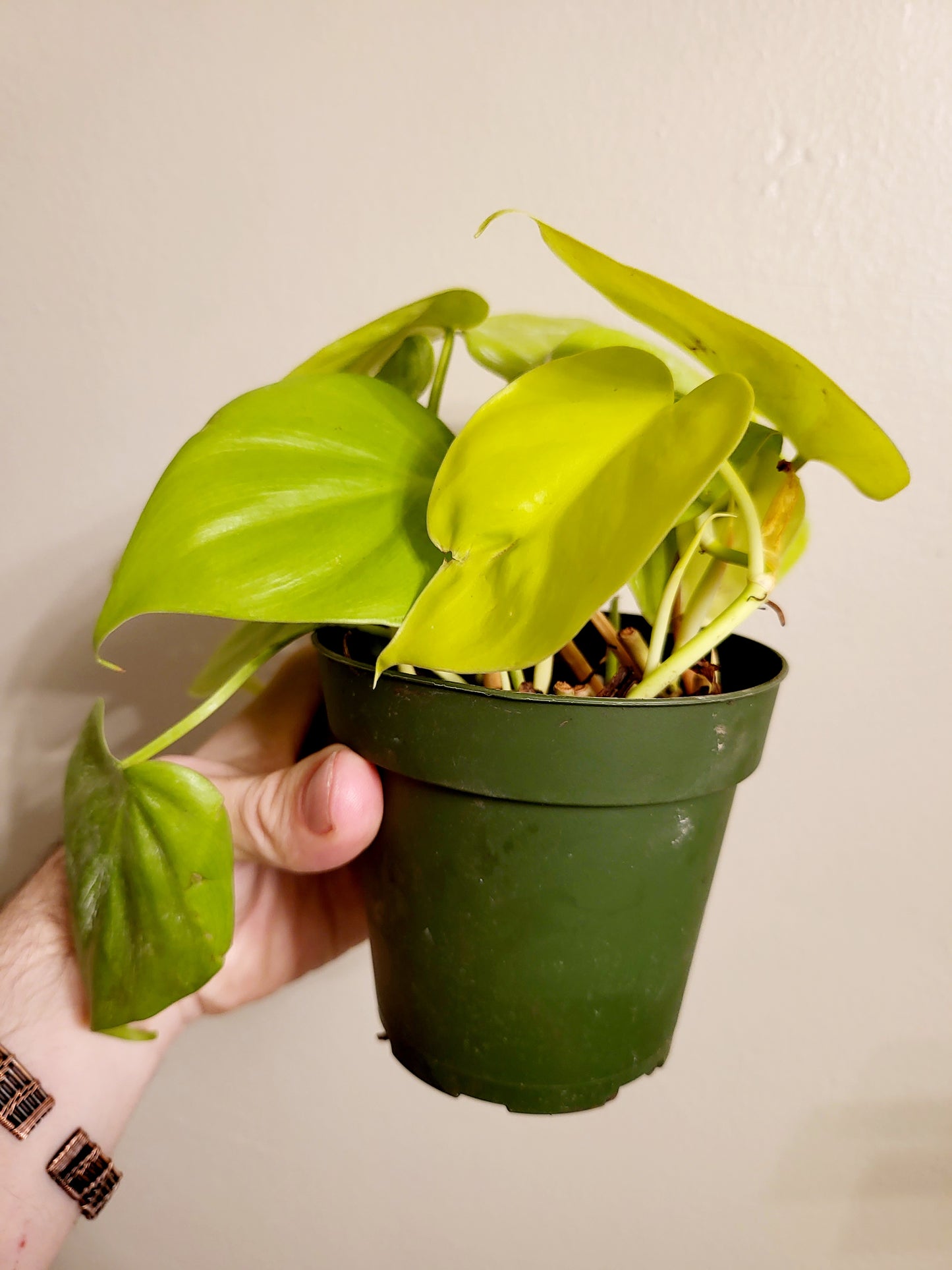 Philodendron Lemon Lime 4"