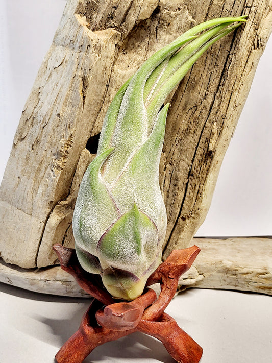 Tillandsia Seleriana Air Plant