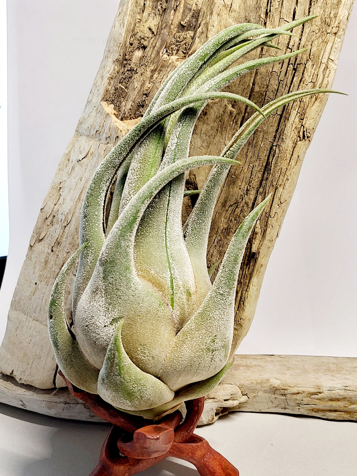 XL Tillandsia Seleriana Air Plant