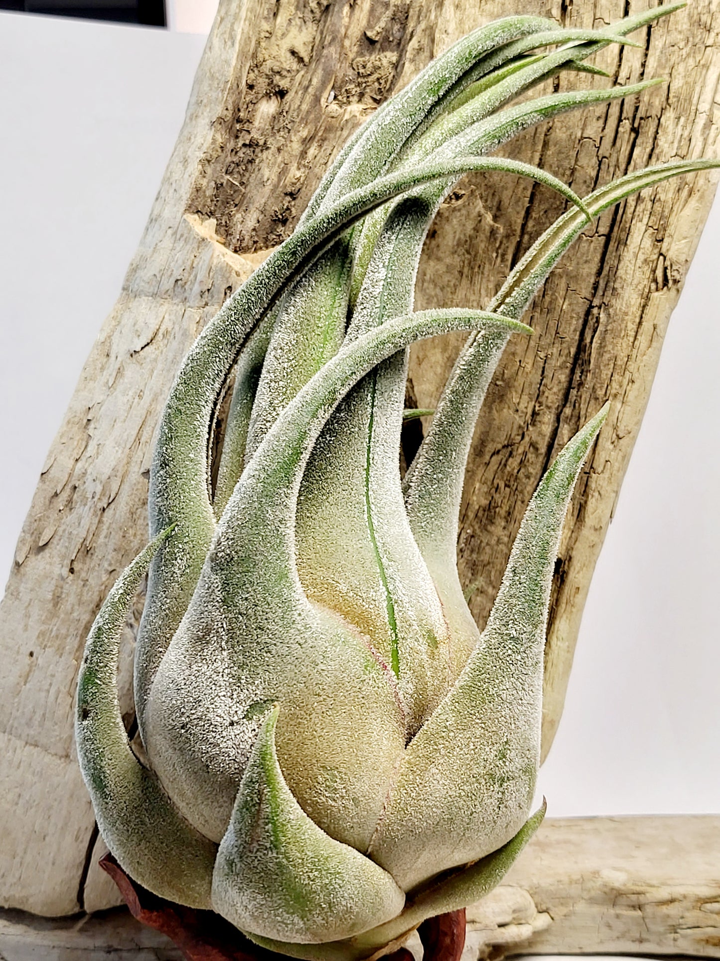 XL Tillandsia Seleriana Air Plant