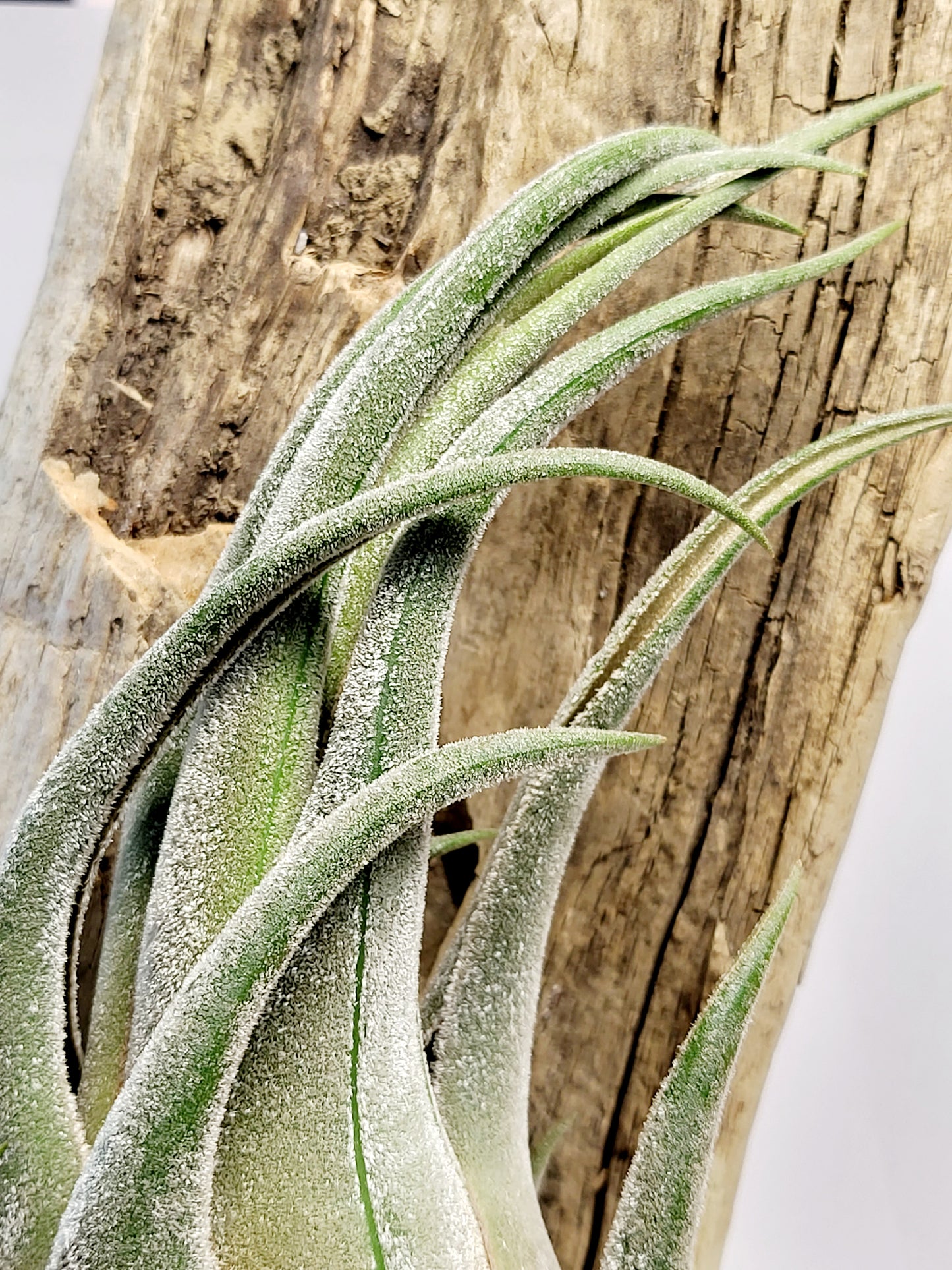 XL Tillandsia Seleriana Air Plant