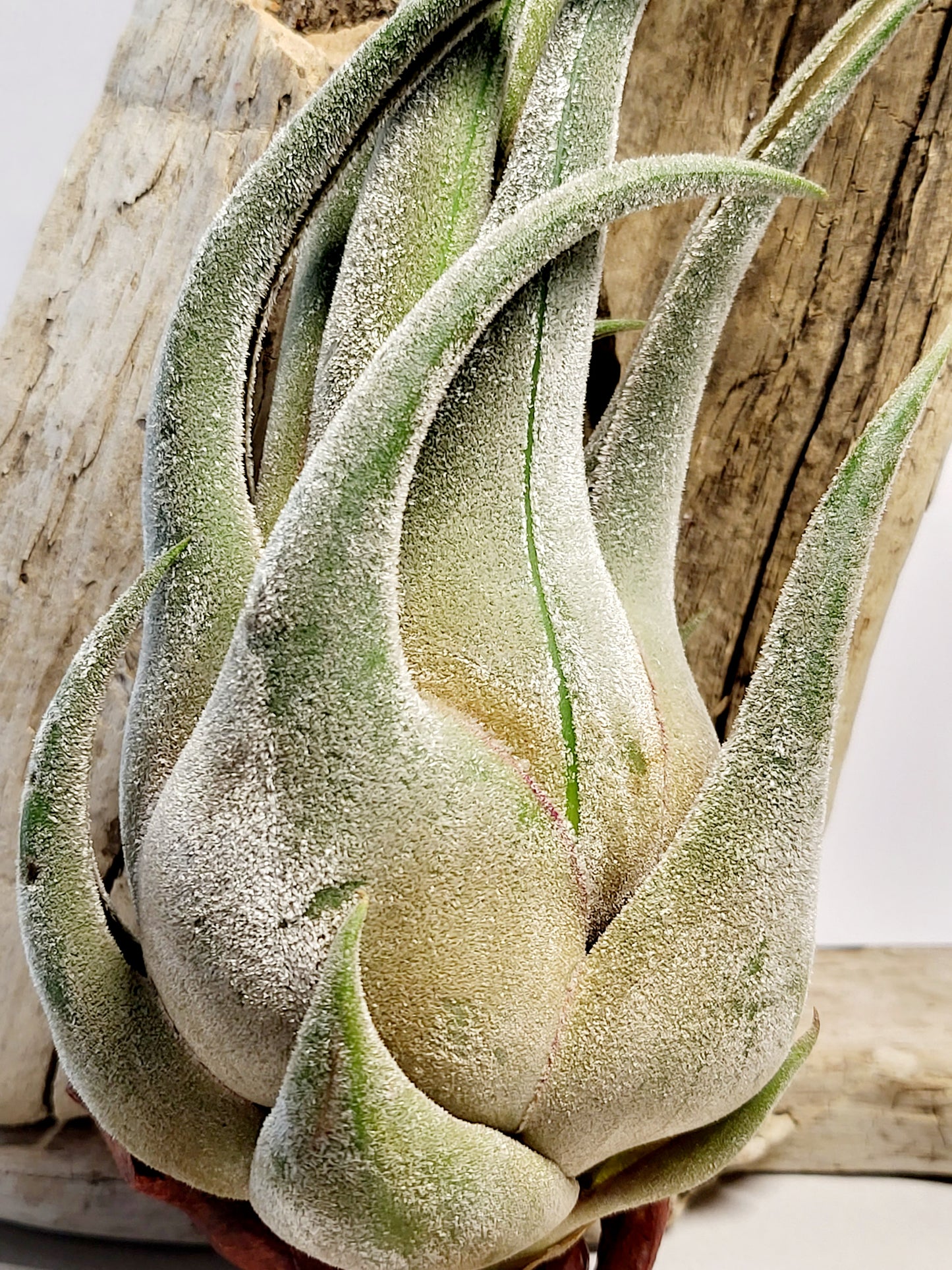 XL Tillandsia Seleriana Air Plant