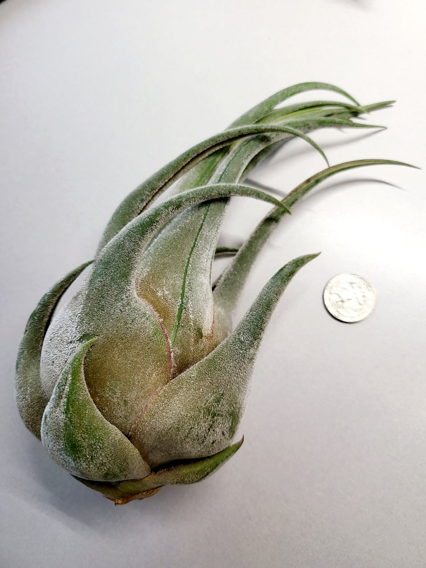 XL Tillandsia Seleriana Air Plant