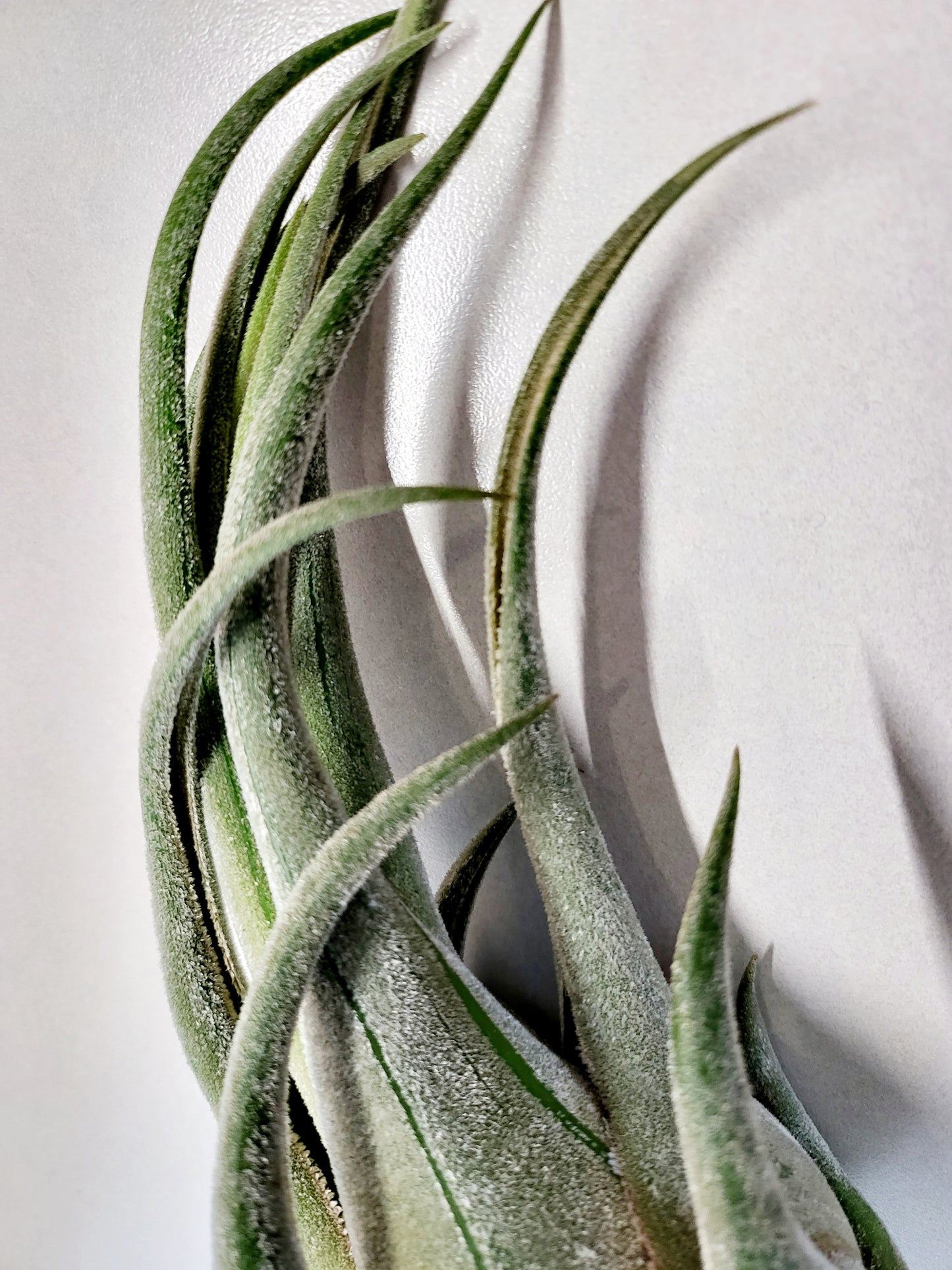 XL Tillandsia Seleriana Air Plant