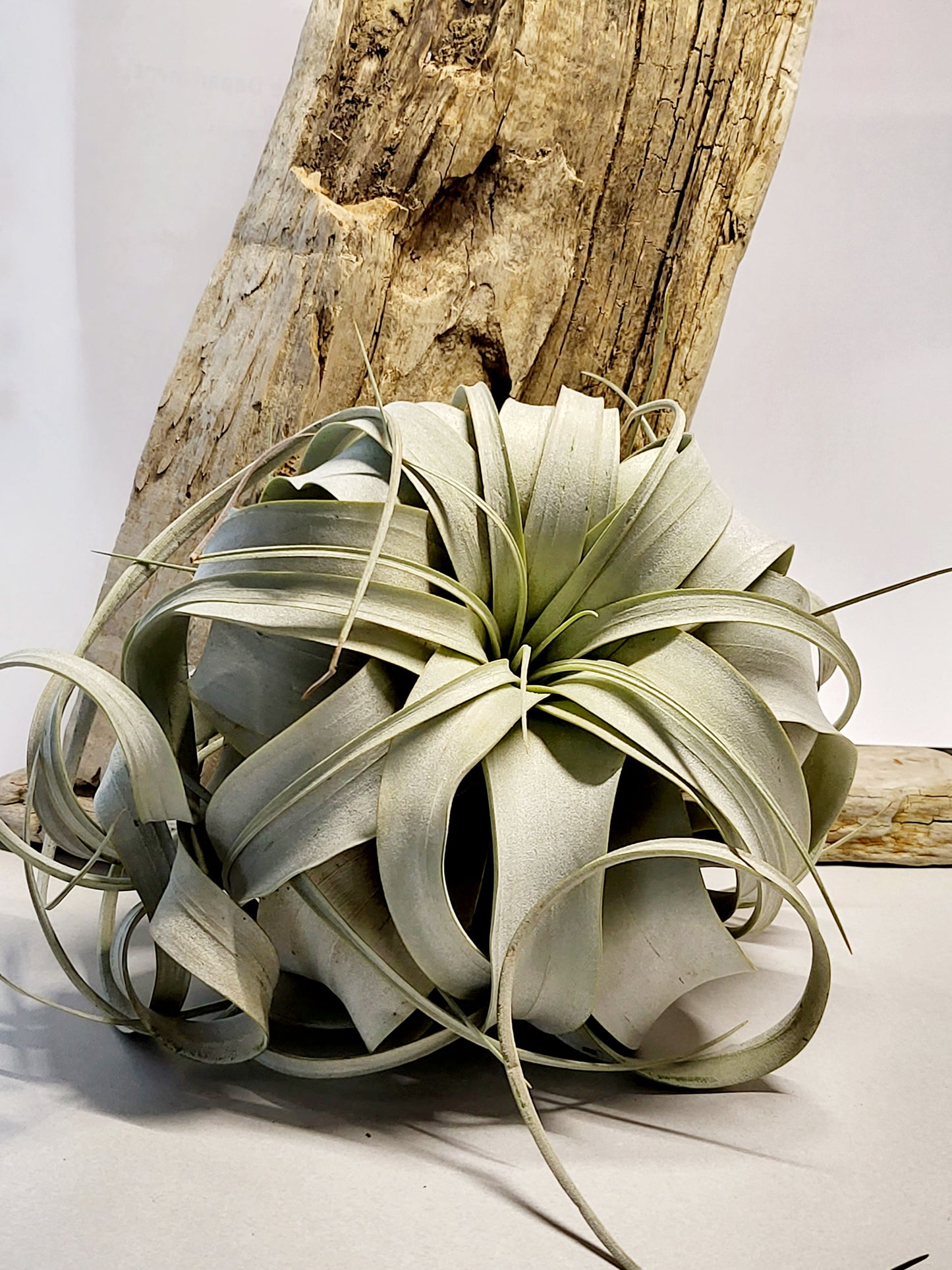 XL Xerographica Air Plant