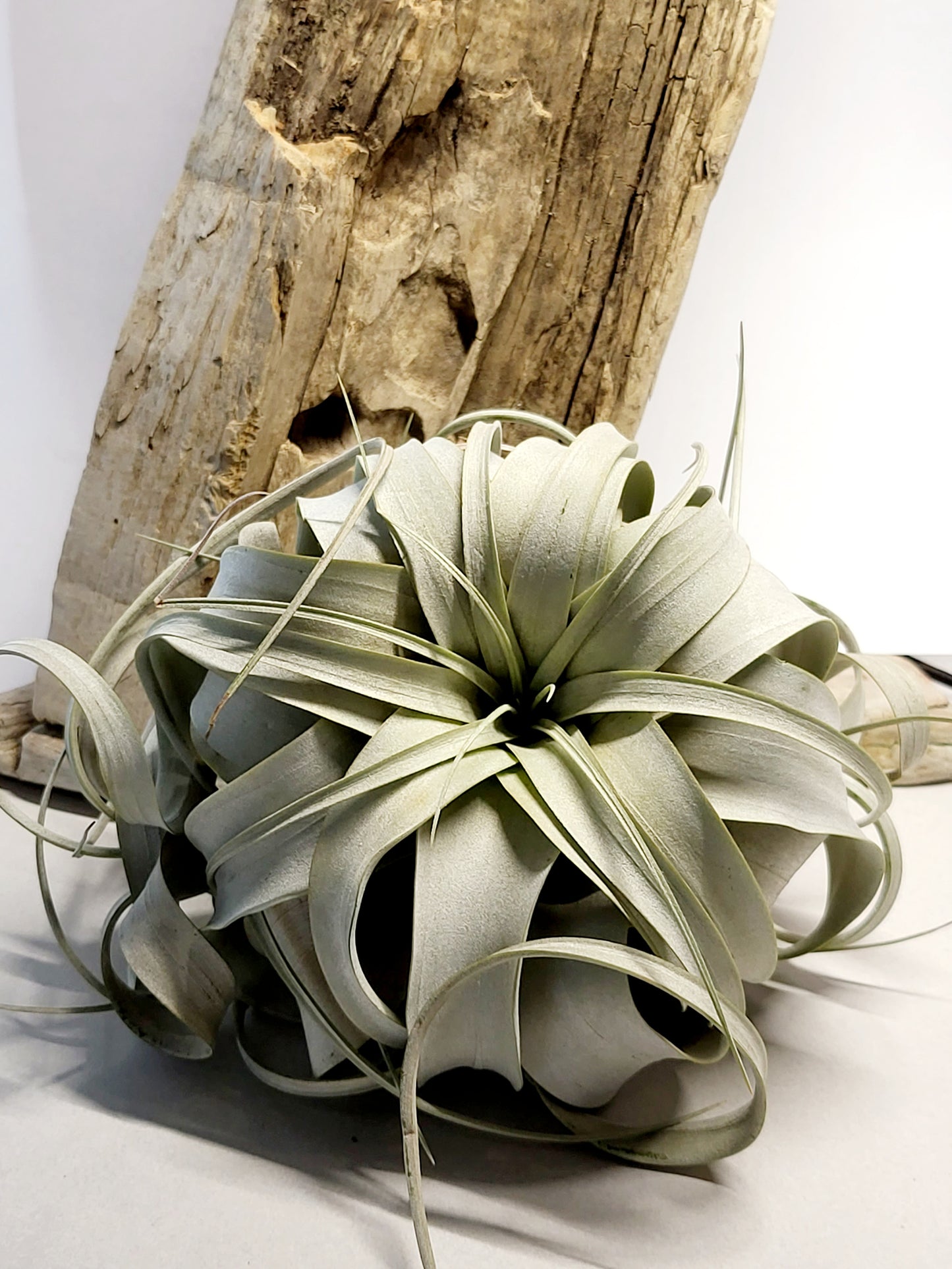 XL Xerographica Air Plant