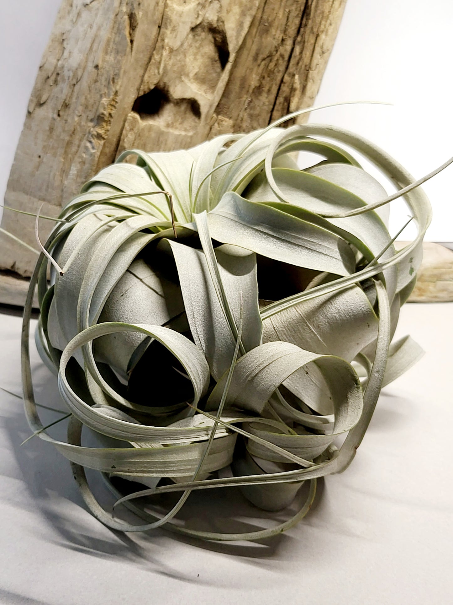 XL Xerographica Air Plant