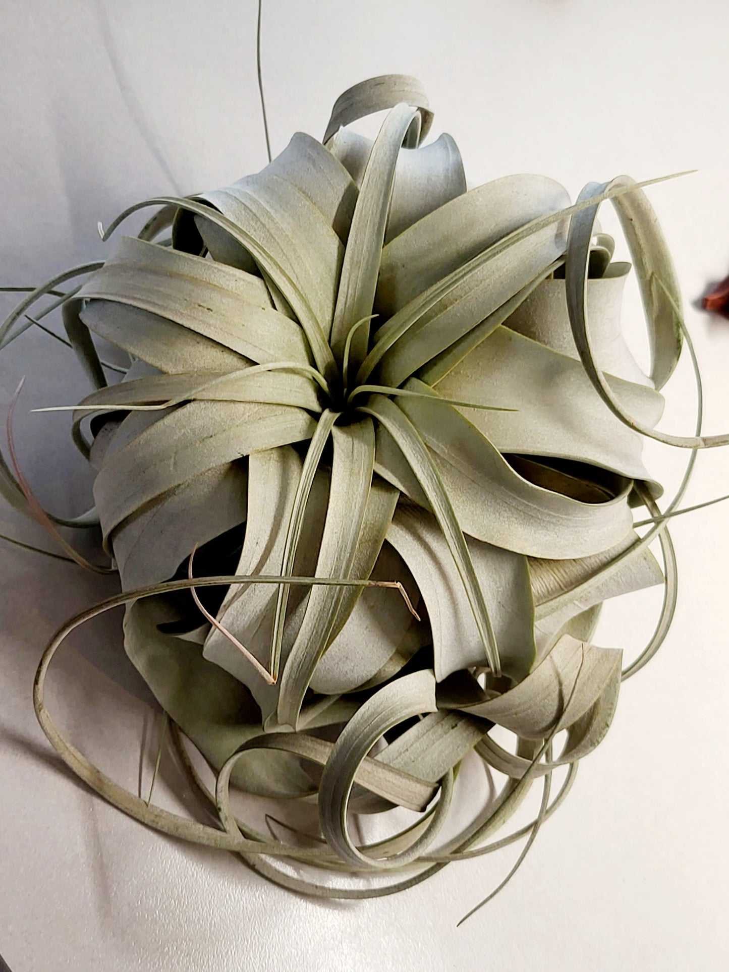 XL Xerographica Air Plant