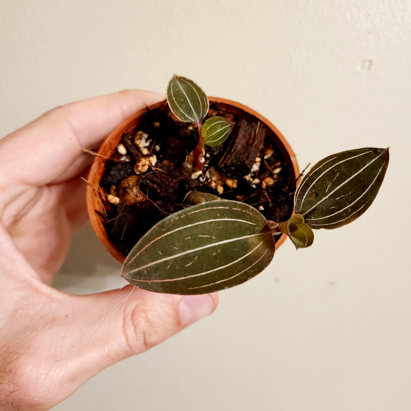 Jewel Orchid Ludisia Discolor