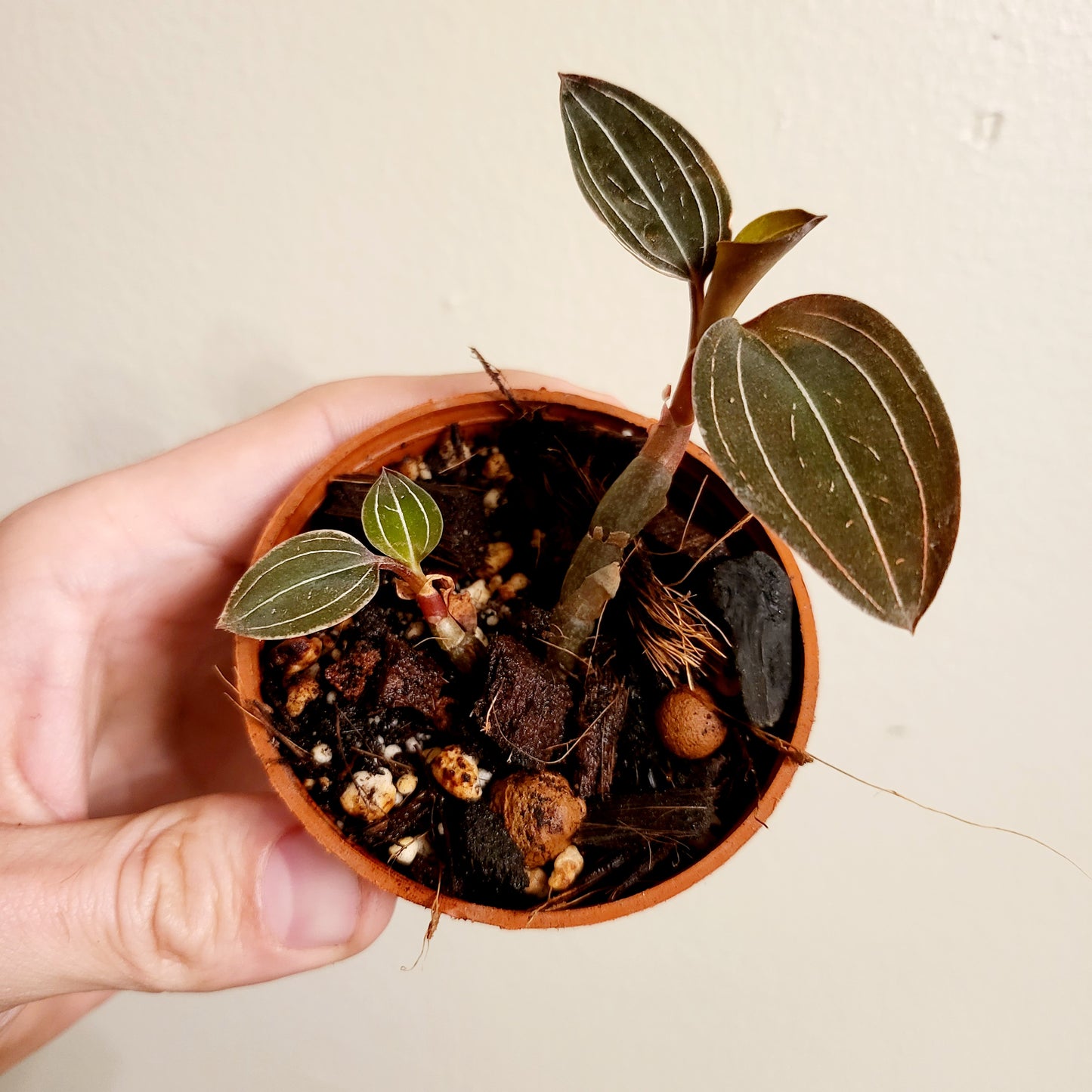 Jewel Orchid Ludisia Discolor