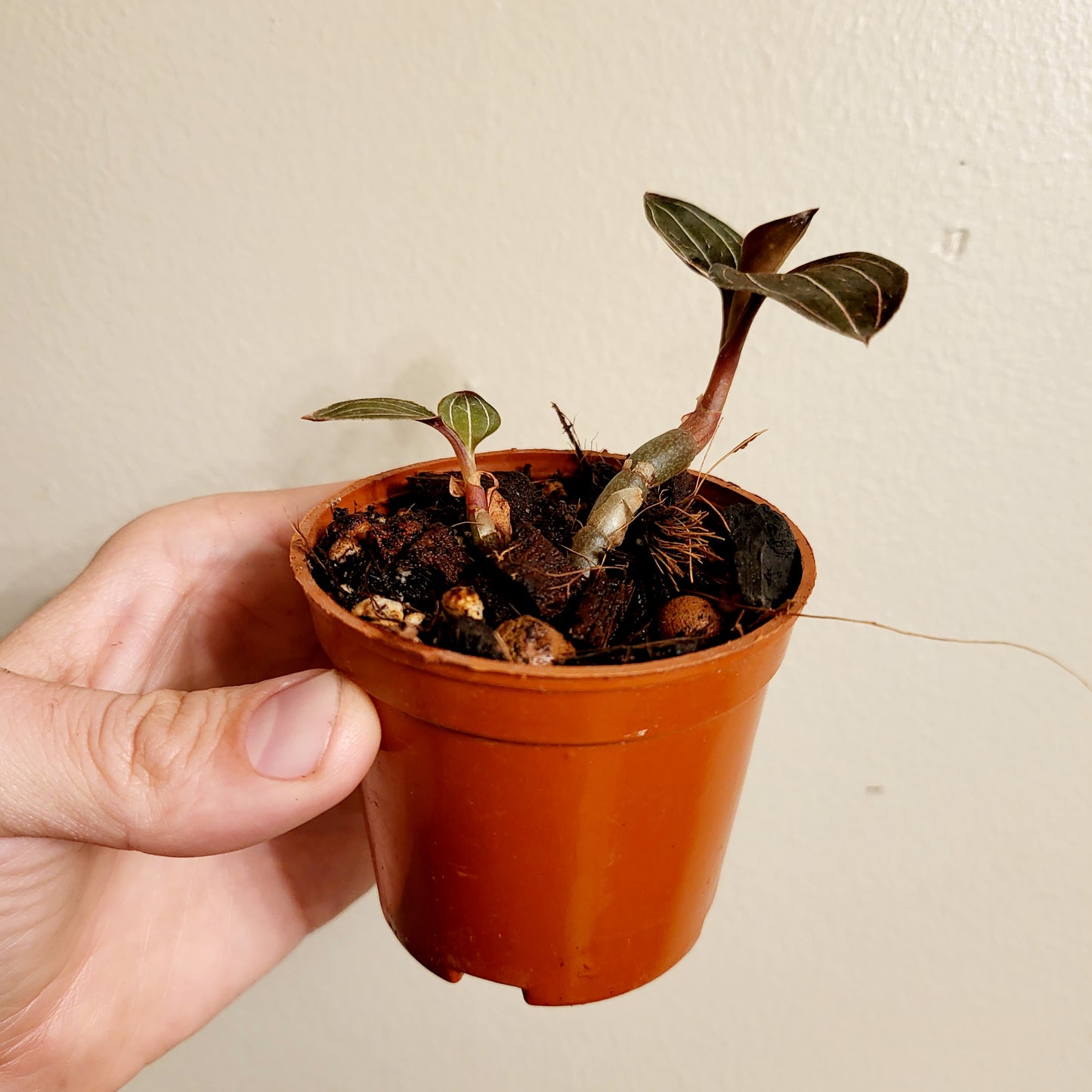 Jewel Orchid Ludisia Discolor