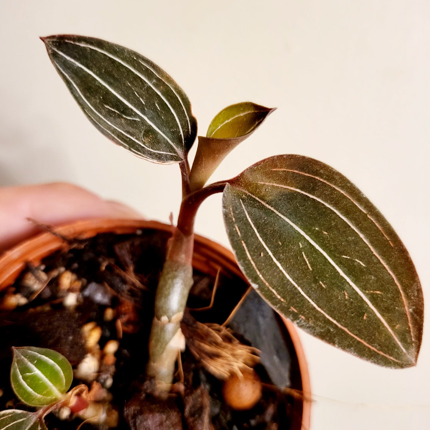 Jewel Orchid Ludisia Discolor