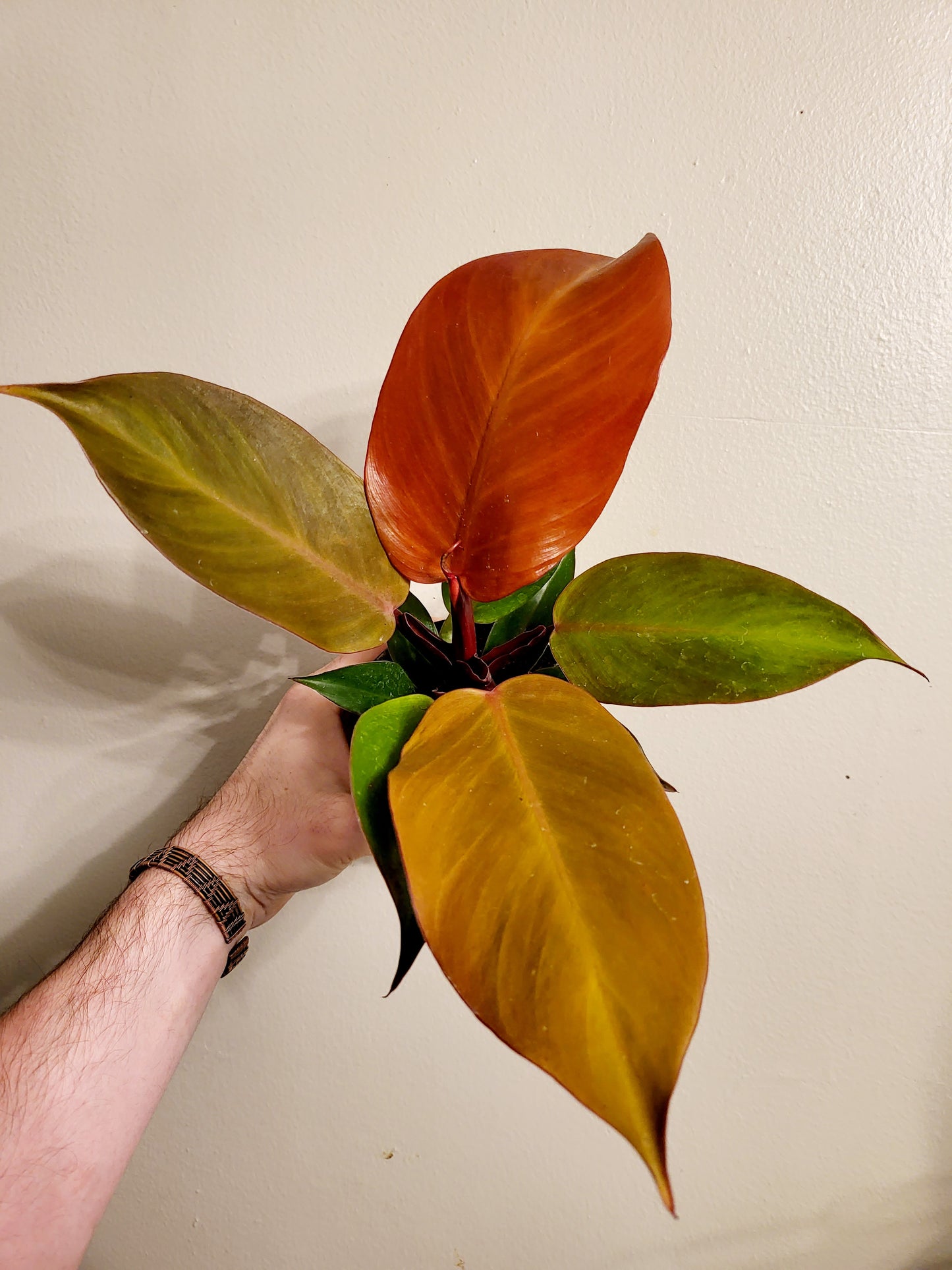 Philodendron Mccolley's Finale