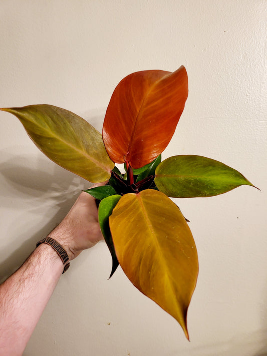 Philodendron Mccolley's Finale 4"