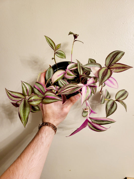 Tradescantia Quadricolor 4"