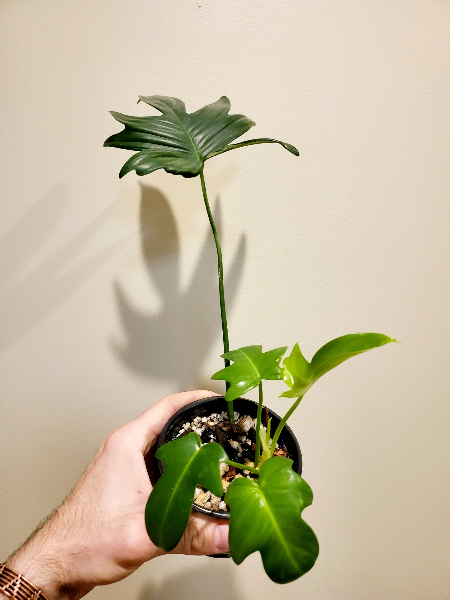 Philodendron Pedatum 4"