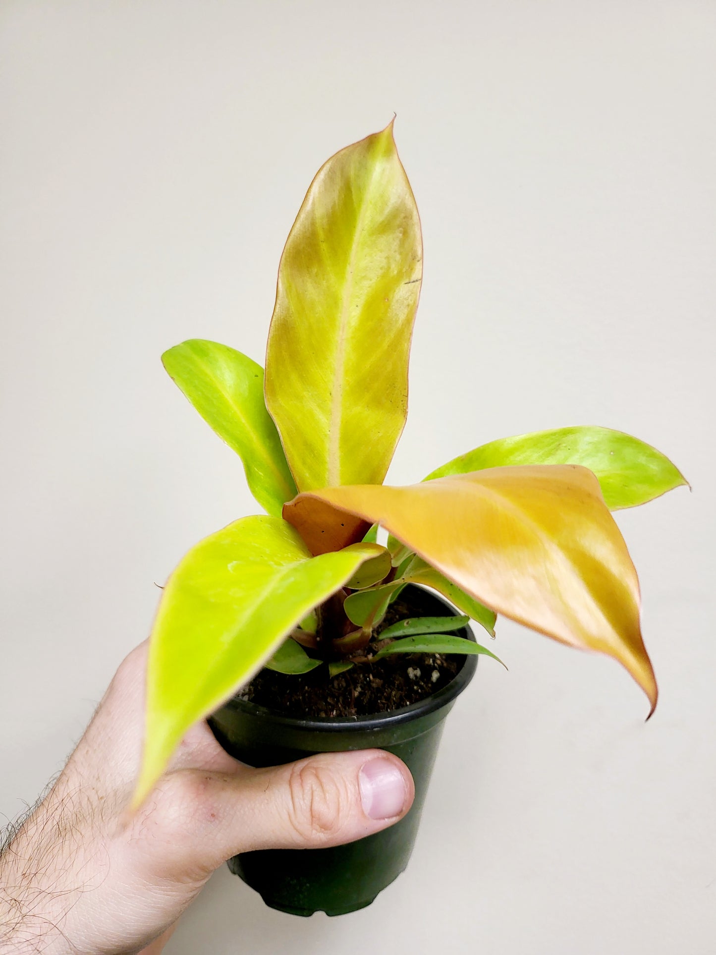 Philodendron Prince of Orange 4"