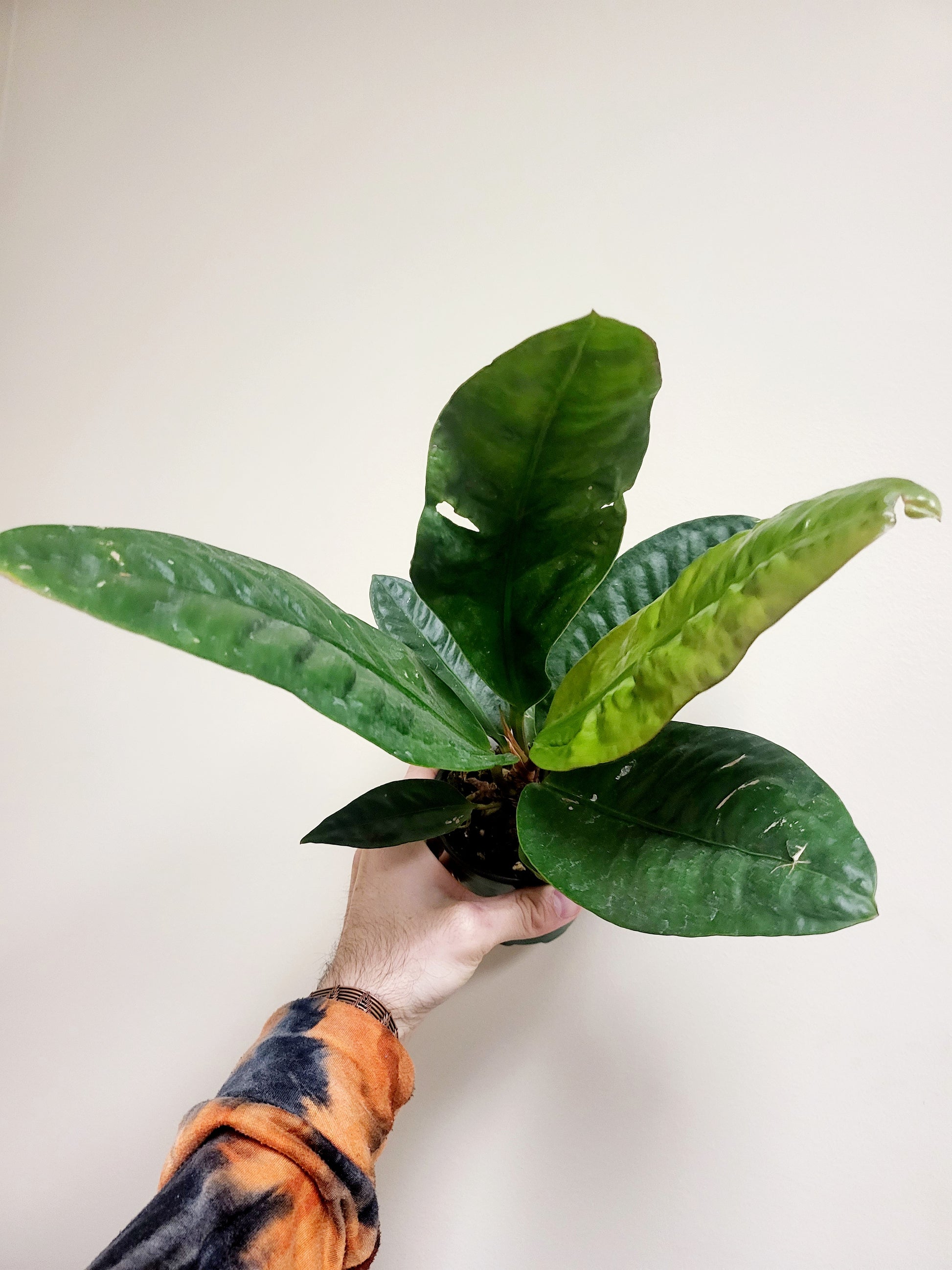 anthurium neo superbum Anthurium Superbum 4" – Quartz Botanicals