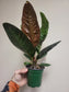 Anthurium Superbum 4"